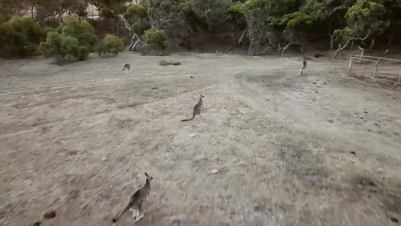 Kangaroo jumping filmed with a Drone in slow motion