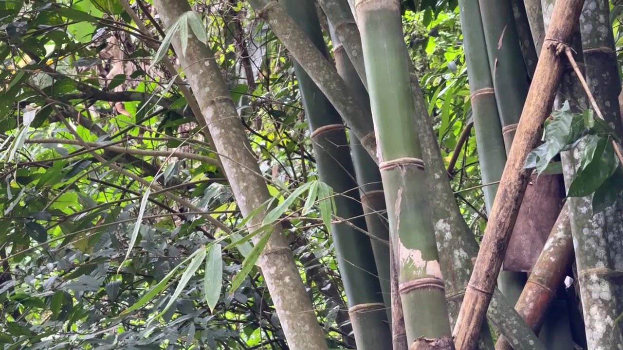 Primo piano di fusti di bambù verdi in una foresta lussureggiante