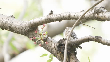 japanese pygmy woodpecker pecking a branch in the forest during daytime in saitama, japan - close up