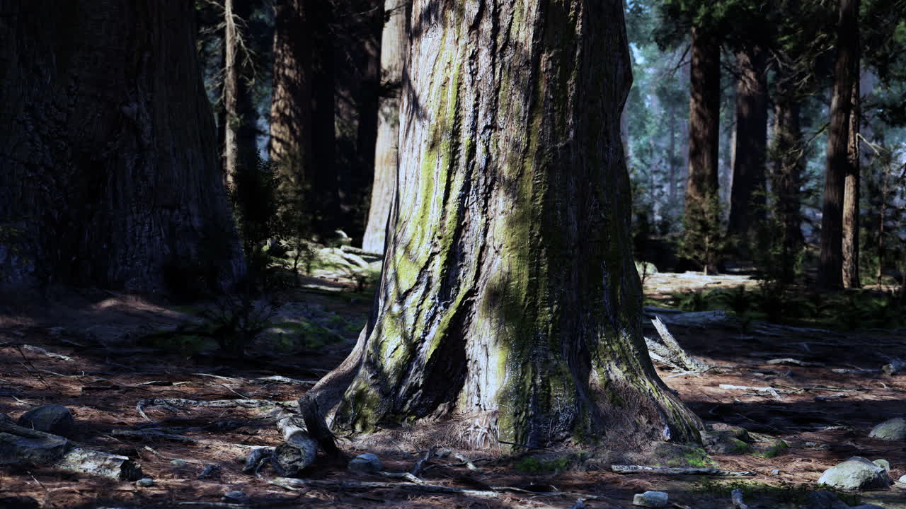 은 나무 숲의 깊은 곳에서