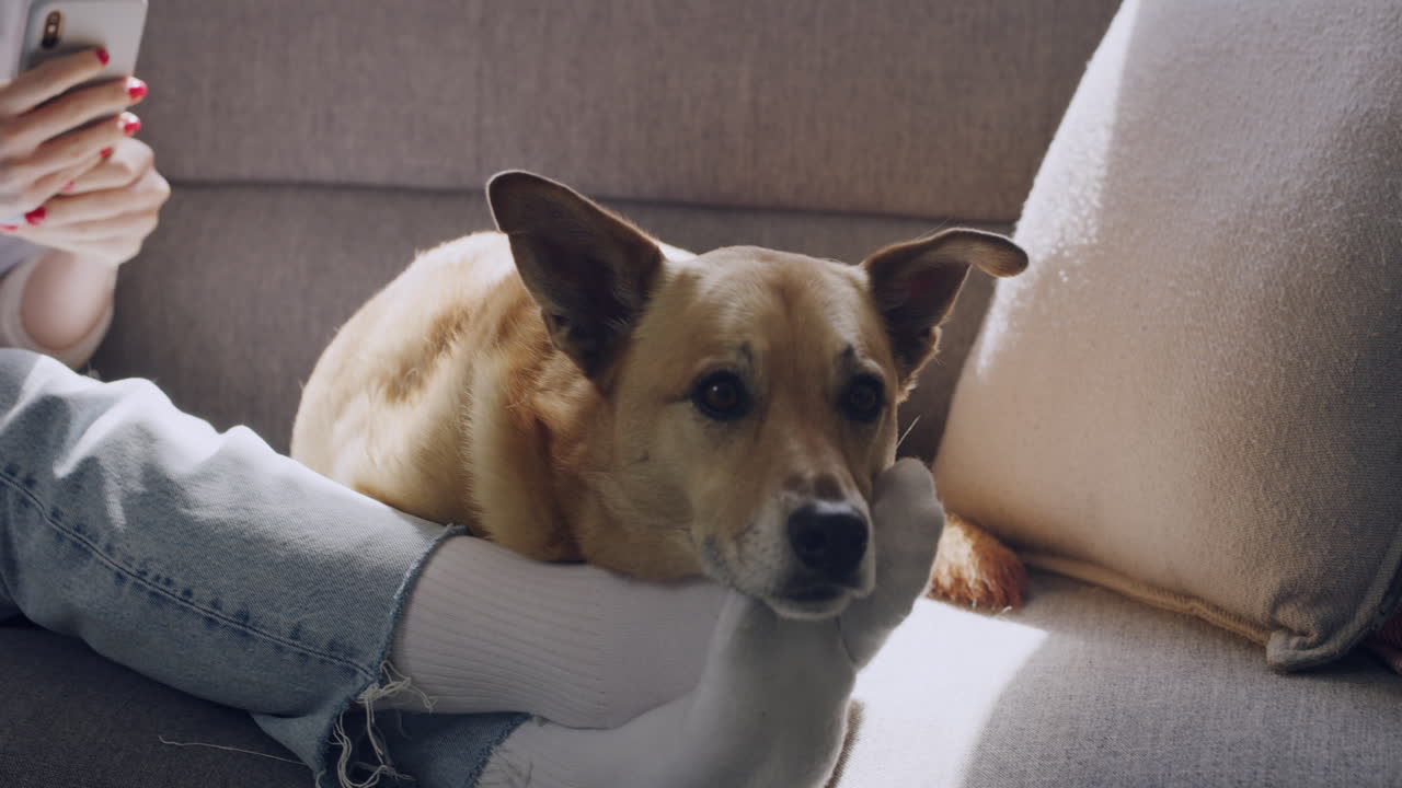 행복 한 젊은 여성 이 전화 를 사용 하여 온라인 을 검색 하고 있다