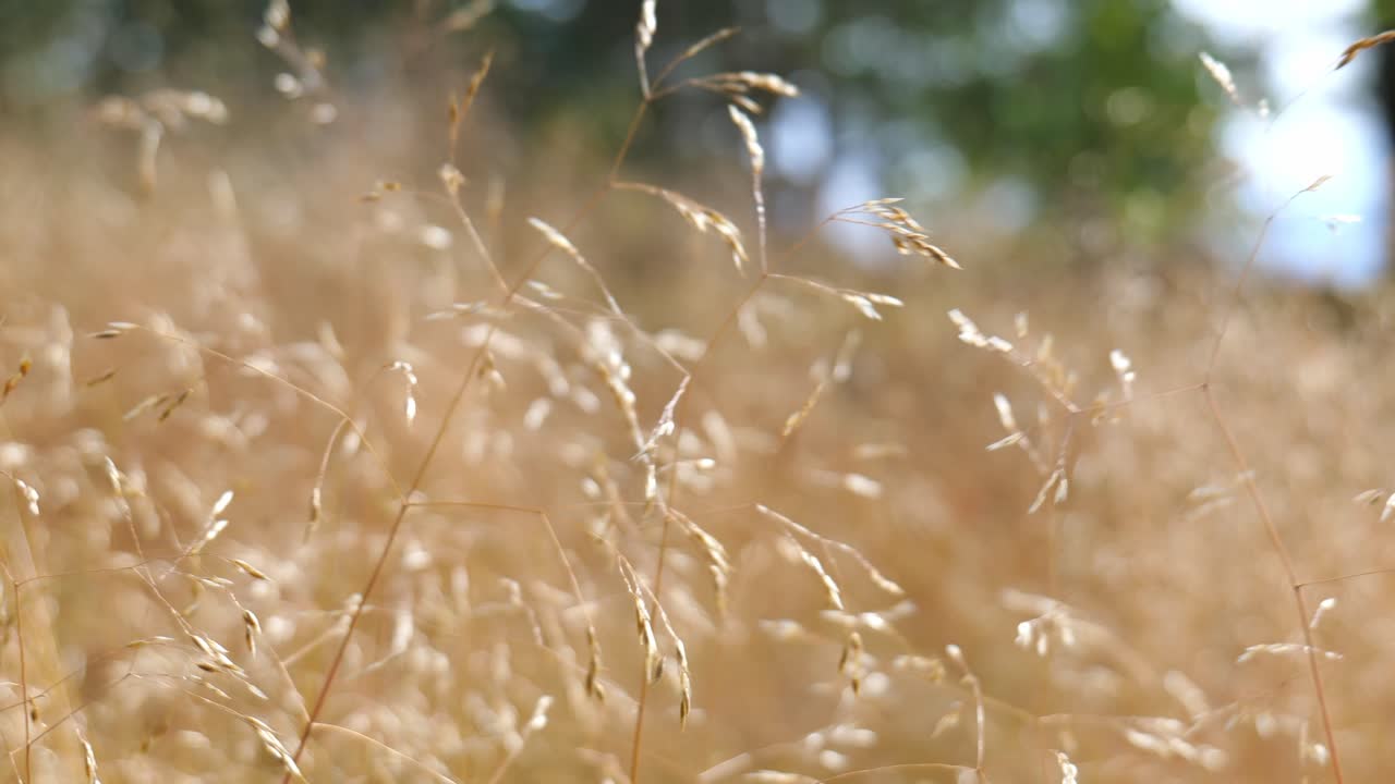 Title Golden Grass Waving Gently in the Wind