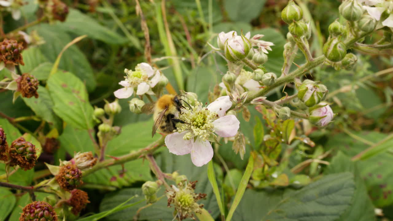 Bee flying onto blackberry flowers in meadow in late summer, autumn
