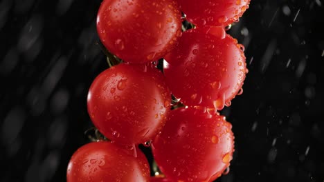 close-up of wet cherry tomatoes