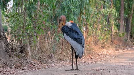 a big bird in the stork family common in southern asia and now endangered due to habitat loss