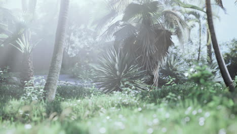 sun light in the rain forest