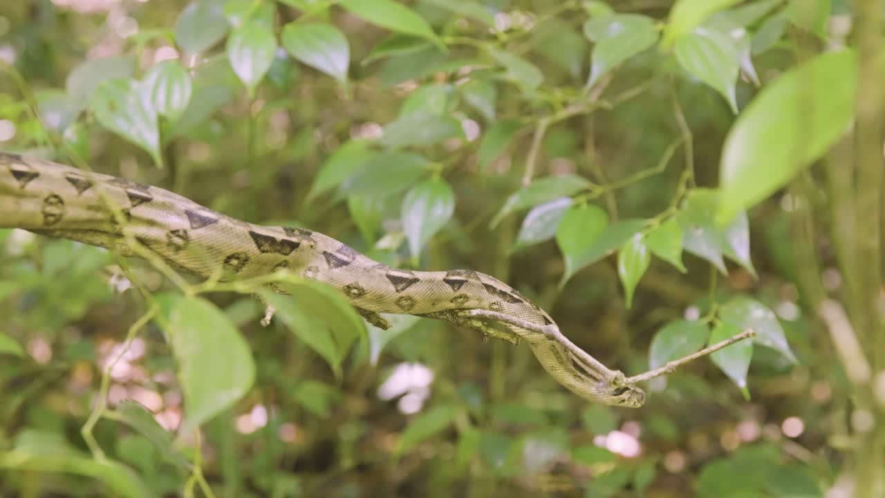 A boa constrictor wrapped tightly around a tree branch in its natural jungle habitat. Shot in daylight with shallow depth of field, showing detailed snake patterns and tropical environment