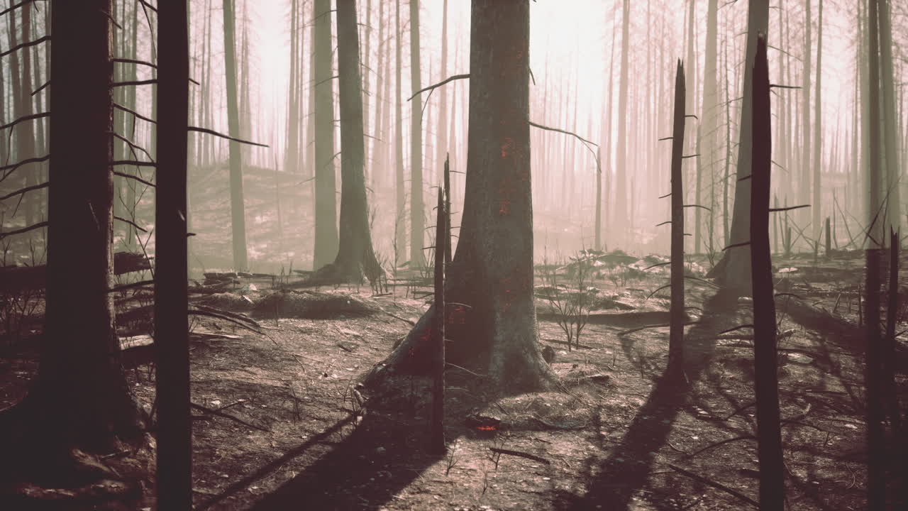 secuelas de un incendio forestal