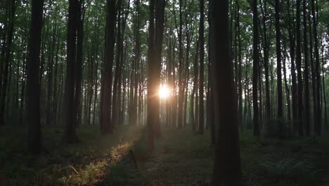 vista increíble durante la puesta de sol del bosque de hellerbos en bélgica, árboles altos, vegetación en el suelo y rayos de sol iluminando la escena