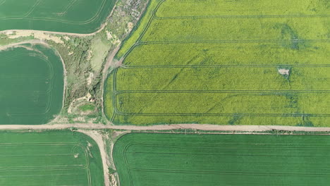 Antena---Volando-Hacia-Los-Lados-Revelando-Campos-De-Canola-Y-Patrones-Interesantes-En-Las-Tierras-De-Cultivo