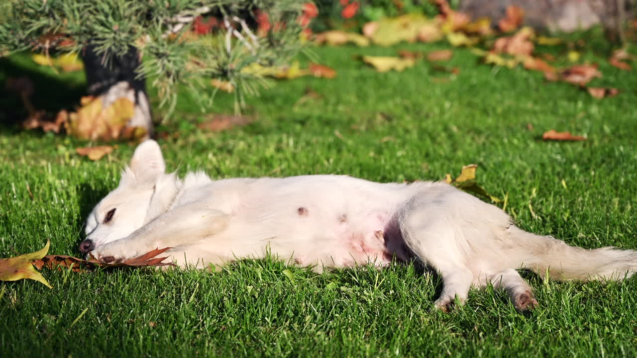 A fluffy white dog lies comfortably on the grass in a peaceful setting. The sun shines brightly as autumn leaves surround the relaxed pup, creating a serene atmosphere
