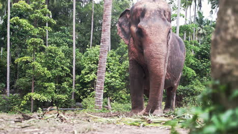 Asian-elephant-grazing-on-leaves-next-to-palm-tree-in-Thailand-jungle