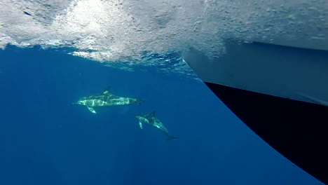 Two-dolphins-swim-near-a-speedboat,-underwater-shot