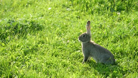 rabbit in a green field
