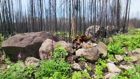 El-Bosque-Dañado-Por-El-Fuego-Respira-Nueva-Vida-Con-Plantas-Vibrantes