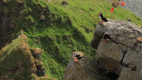 puffins on a cliff overlooking the ocean