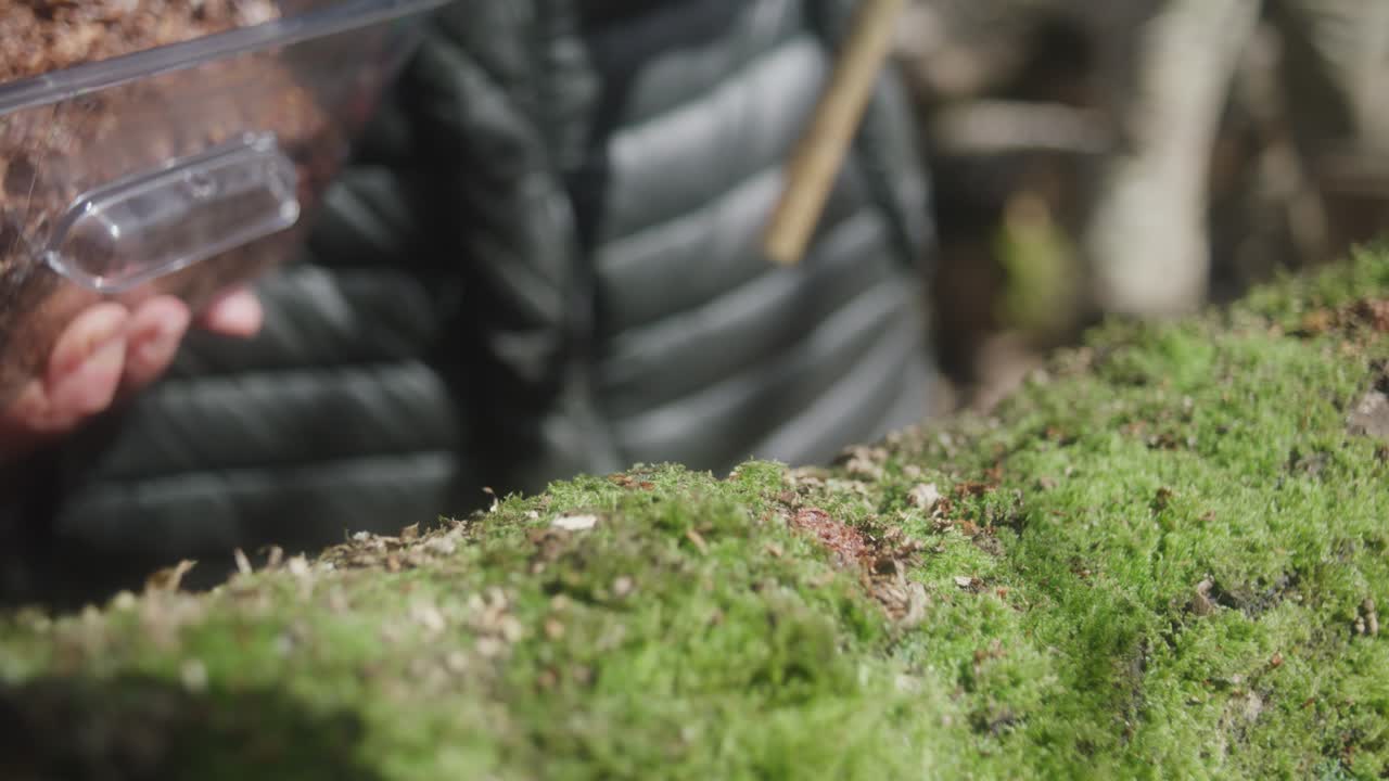 la inoculación de troncos con esporas de hongos