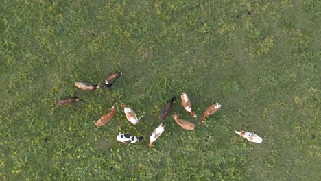 Gedrehte-Luftaufnahme-Von-Kühen,-Die-Auf-Einer-Grünen-Wiese-Grasen