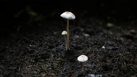 forest fungus growing on the ground or in dung