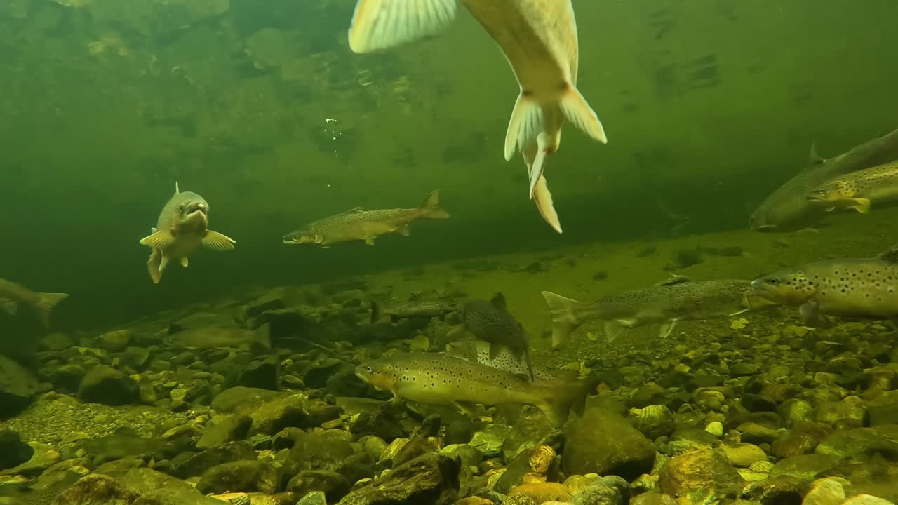 Atlantic Salmon schooling in Dale River, Norway, shallow, underwater view.