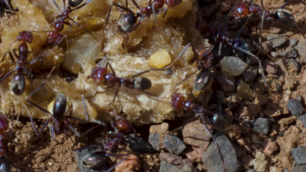 Macro close-up of ants working together on food scrap, natural daylight, earthy ground, teamwork