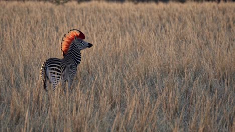 zebra with red mohawk in african grassland