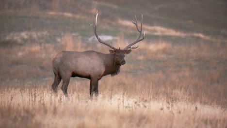 elanden brullen op de noord-amerikaanse prairie