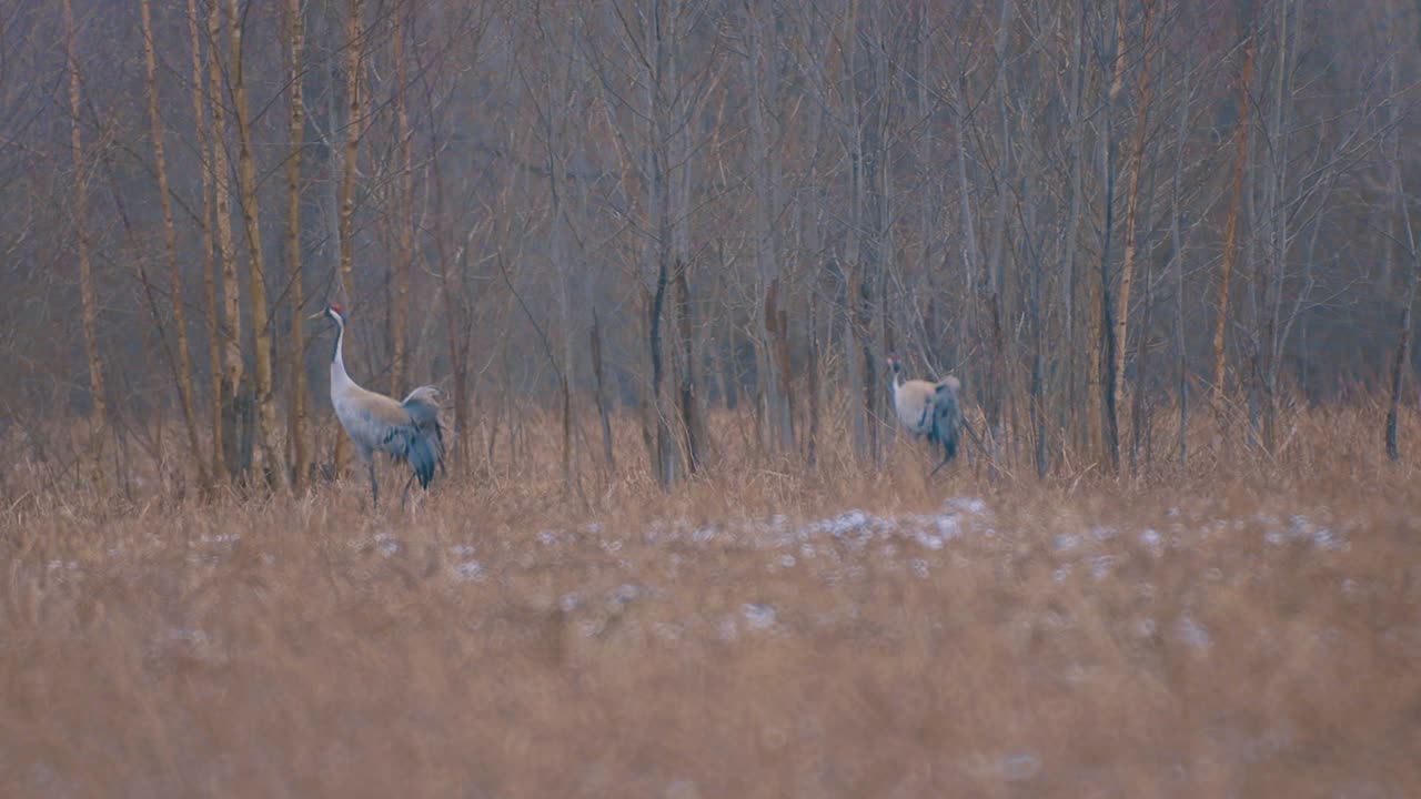 кранные птицы на пути в воздух