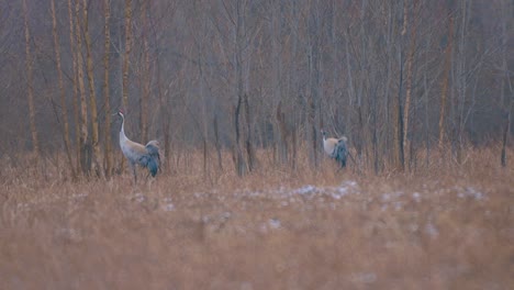 Crane-birds-on-their-way-in-the-air