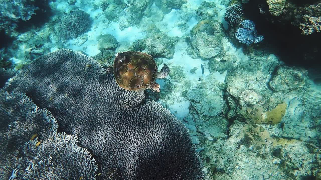 una tortuga marina verde en un arrecife de coral tropical en filipinas