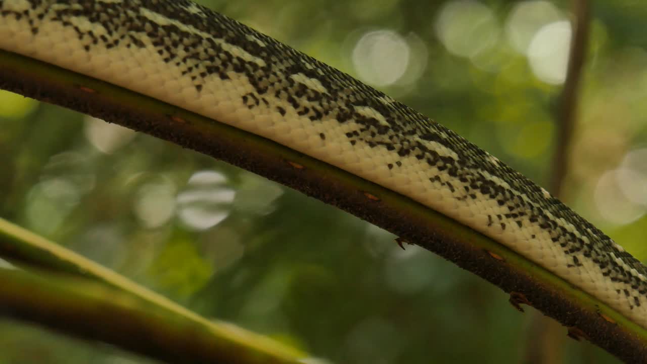 reptil serpiente en el árbol pitón diamante