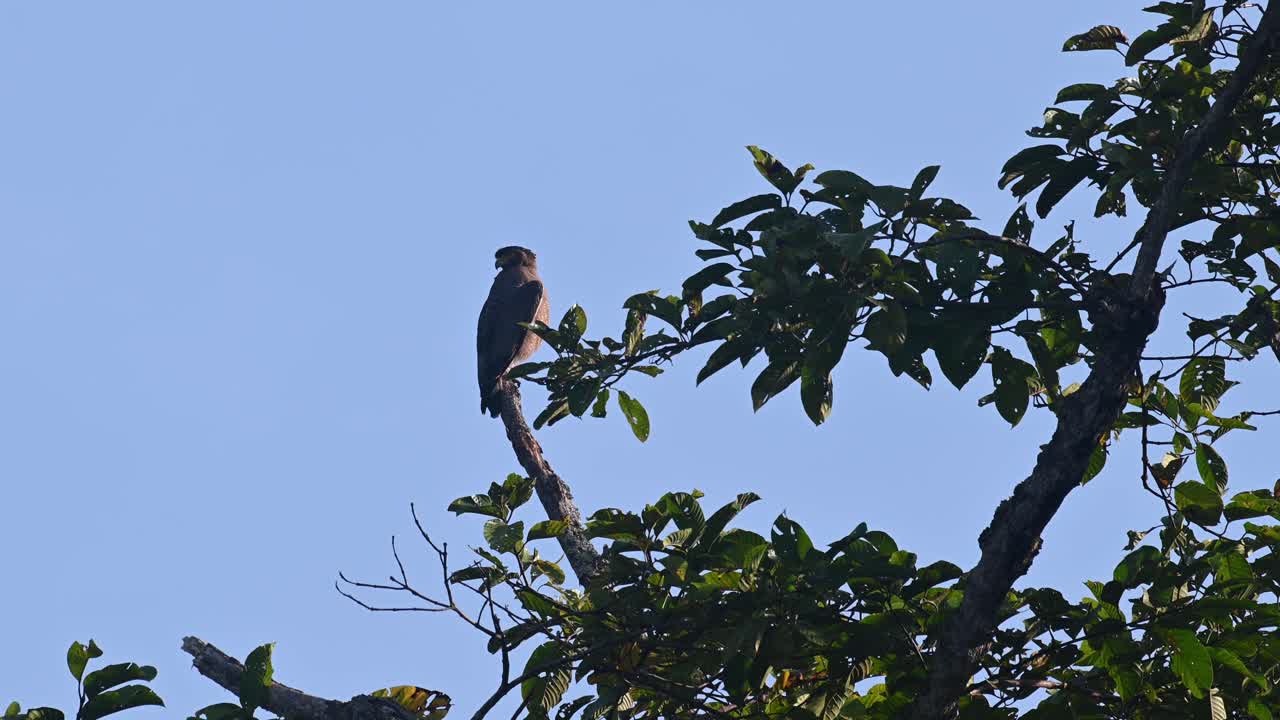 águila serpiente crestada, spilornis cheela, imágenes de 4k, parque nacional kaeng krachan, tailandia
