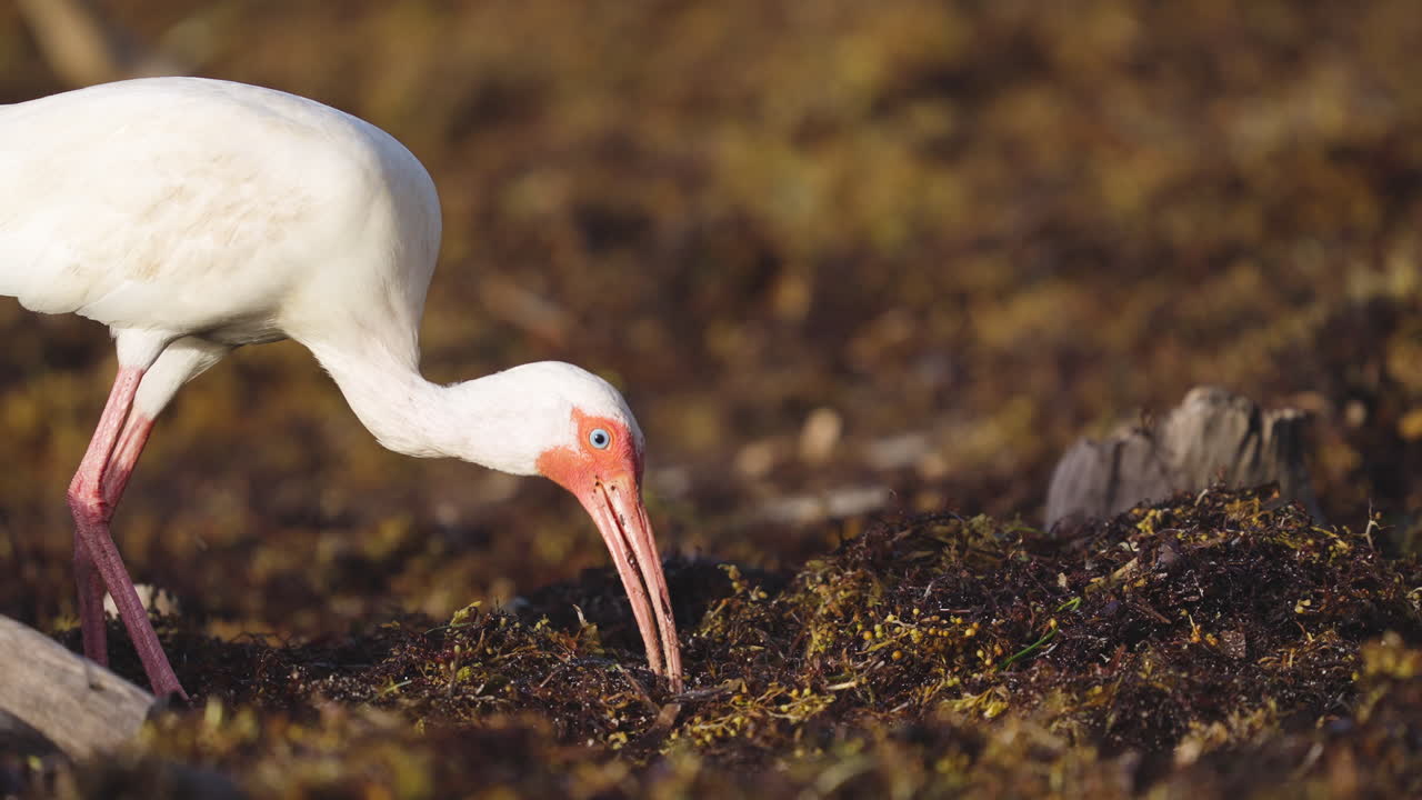 White Ibis Feeding on Worms in Beach Seaweed 9