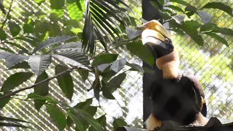 Thront-Auf-Einem-Ast,-Schaut-Nach-Links-Und-Fliegt-Dann-Davon,-Großer-Rattenhornvogel-Buceros-Bicornis