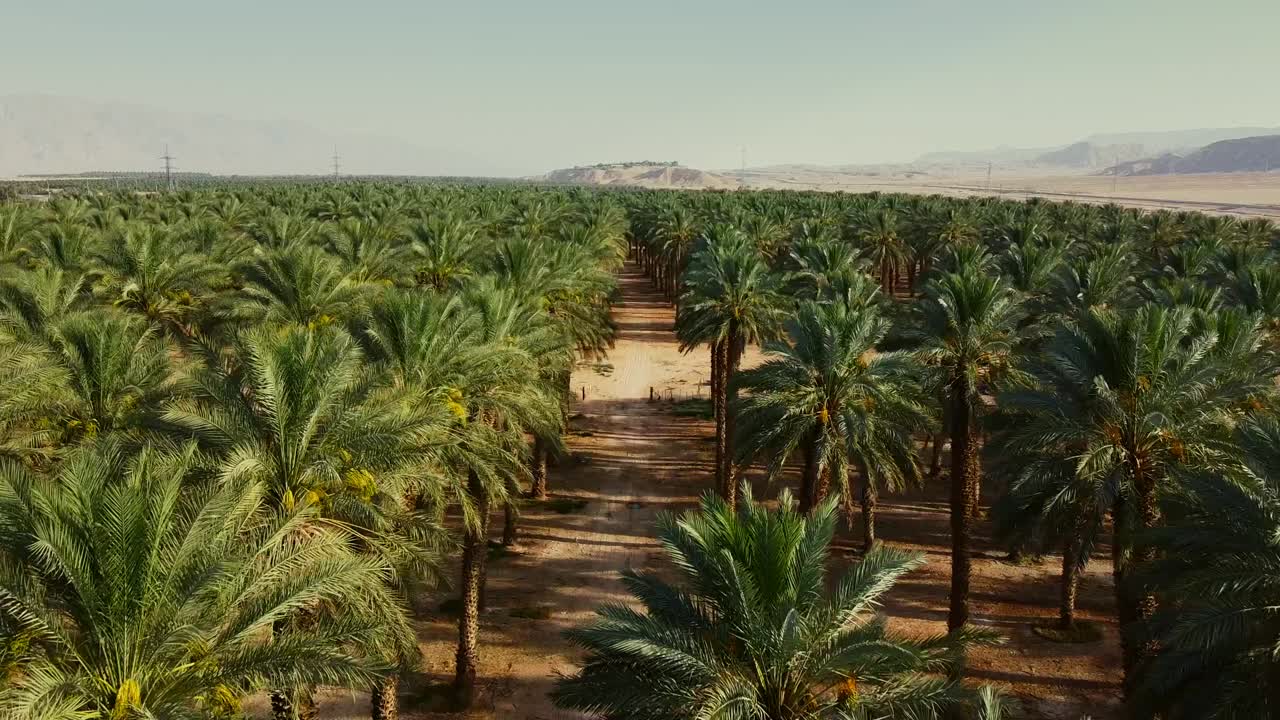 Drone glides backward and descends through a date palm farm in southern Israel’s desert, Middle East.