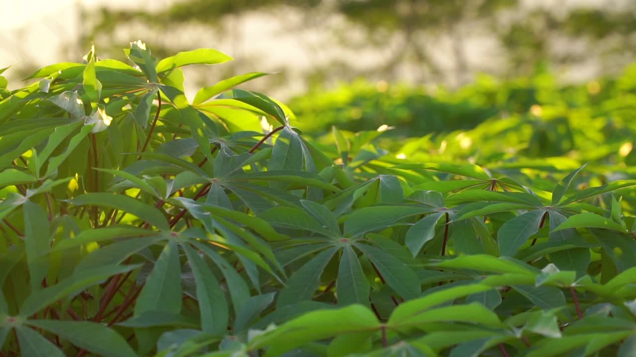 cámara lenta - las hojas del árbol de yuca en la plantación se mecen en el viento