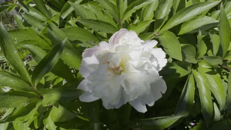 Cute-White-Flower-In-The-Sun-And-Long-Green-Leaves-Moved-By-The-Wind