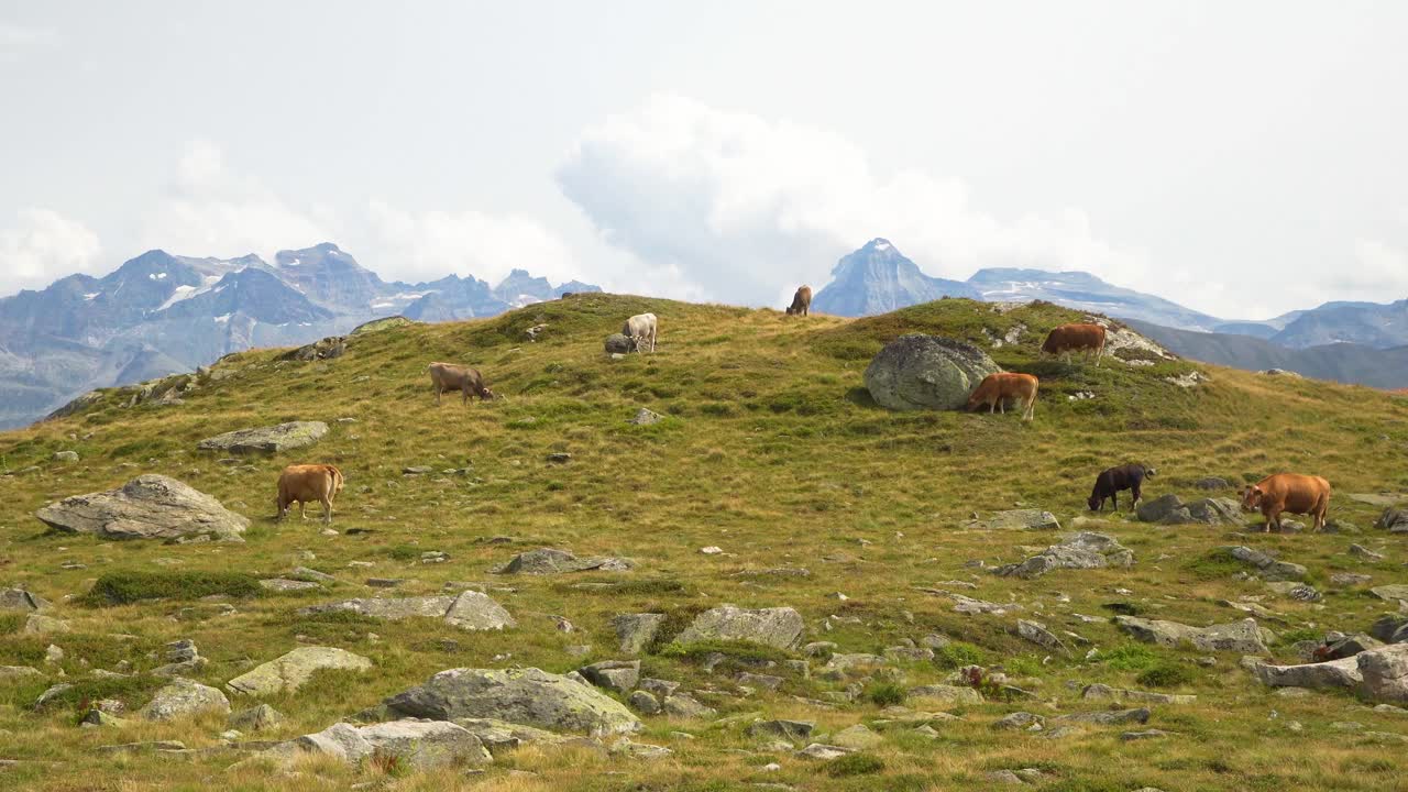 Herd of cows grazing on the green mountain hill with scenic mountain landscape background in the swiss alps