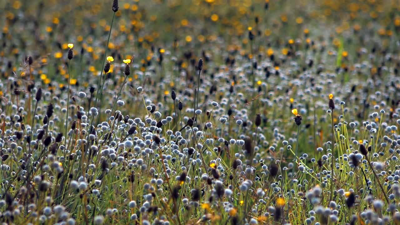 Medium Focus Shot of a Field of Wild Flowers Swaying Quickly in the Wind With Grass