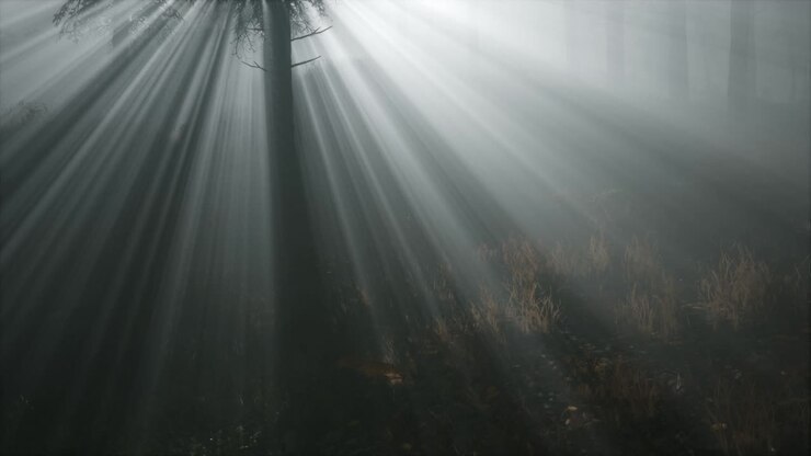 Coniferous Forest Backlit by the Fising Sun on a misty