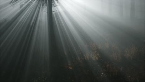 Coniferous-Forest-Backlit-by-the-Fising-Sun-on-a-misty