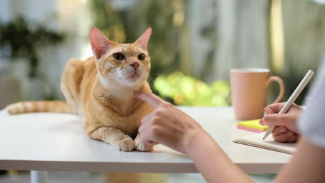 woman working with cat