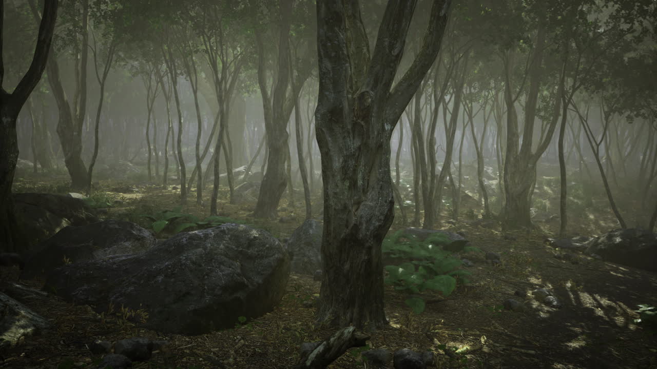Mysterious forest filled with dense fog and towering trees in early morning