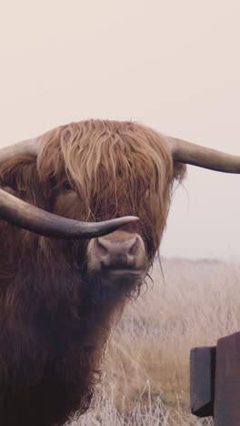 highland cow portrait