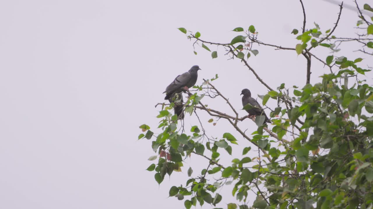 dos palomas sentadas en un árbol en un día lluvioso de amplia vista