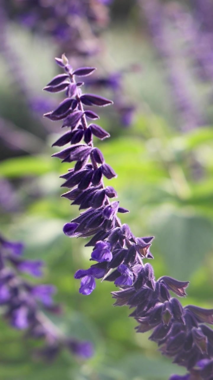 Un'inquadratura macro verticale di spighe di fiori viola intenso che si muovono delicatamente nella brezza di un giardino.