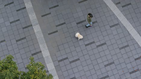 vista superior de la mujer y el perro en la calle