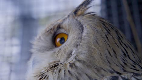 cerca de los ojos naranjas del búho real siberiano