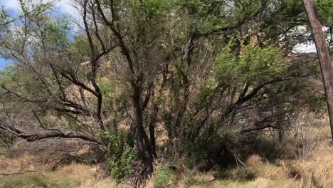 Häuser-Auf-Der-Westseite-Von-Oahu,-Der-Trockeneren-Seite