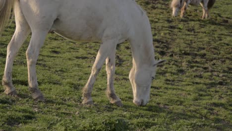 white horse and small pony grazing in field